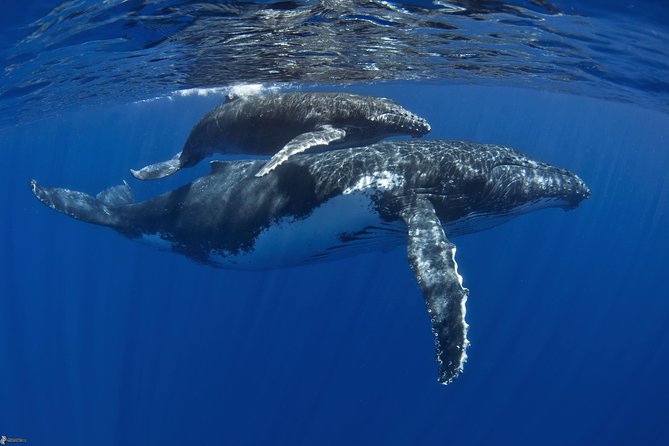 Half day whale tour 4h00 - Why the small boat matters, and where it gets crowded