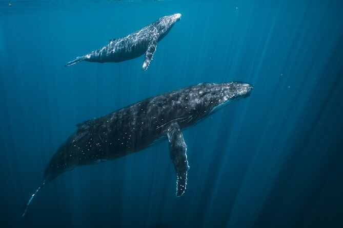 Half Day Whale Watching in a Small Shared Group - Why Humpback Whales Come to Tahiti