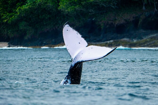 Half Day Whale Watching in a Small Shared Group - Swimming Near the Whales