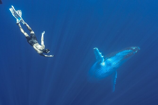Half Day Whale Watching in a Small Shared Group - The Reef Stop and Other Marine Life