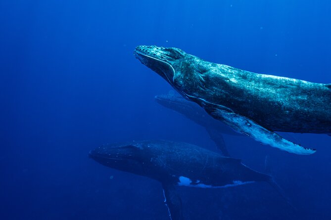 Half Day Whale Watching in a Small Shared Group - Weather, Cancellations, and Planning