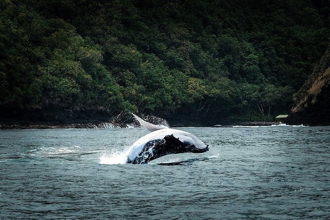 Half Day Whale Watching in a Small Shared Group - What the Four Hours Are Like