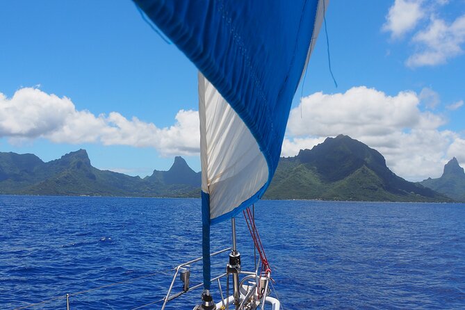 Half day whale watching - Without launch - Morning sailing between 8 a.m. and noon