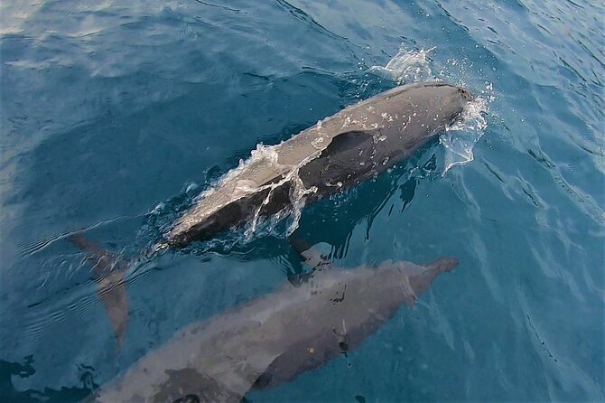 Half day whale watching - Without launch - Who will enjoy this Moorea outing most