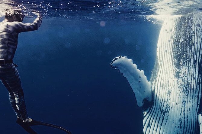 Humpback whale watching and marine life in Moorea - Key points to know before booking