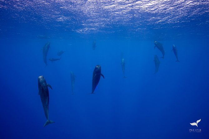 Humpback whale watching and marine life in Moorea - Swimming with whales requires the right conditions