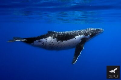 Humpback whale watching and marine life in Moorea