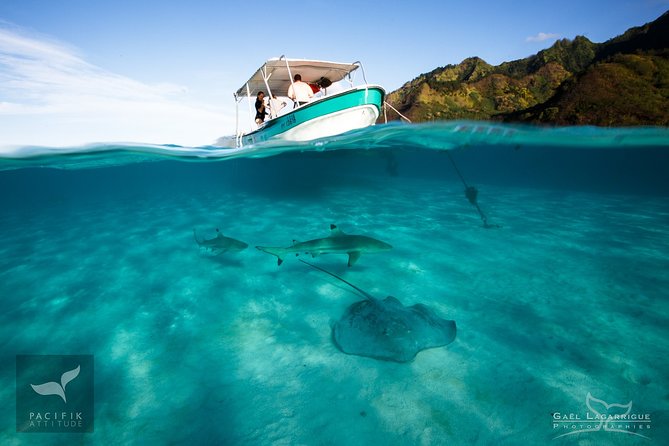 Humpback whale watching and marine life in Moorea - More than whales: dolphins, turtles, rays, and sharks