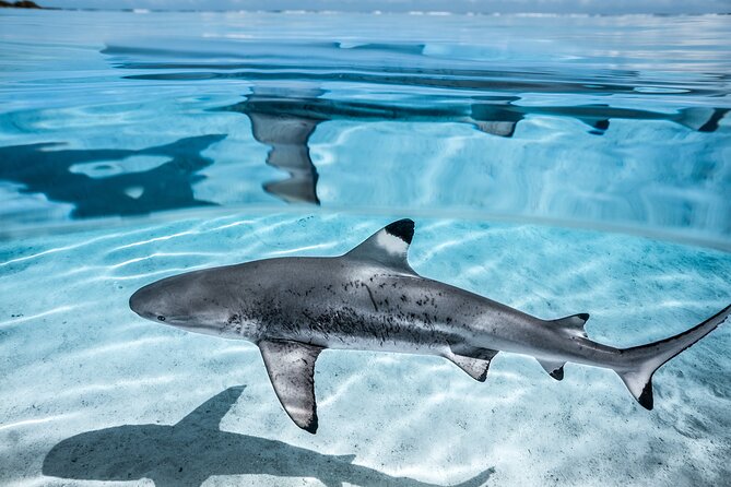 Humpback whale watching and marine life in Moorea - Captains and guides shape the day