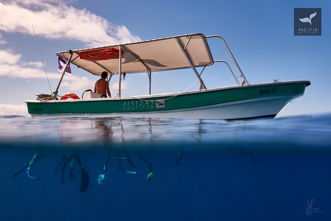 Humpback whale watching and marine life in Moorea - How much value do you get for $327.95?