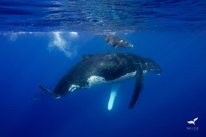 Humpback whale watching and marine life in Moorea - Who will enjoy this most?