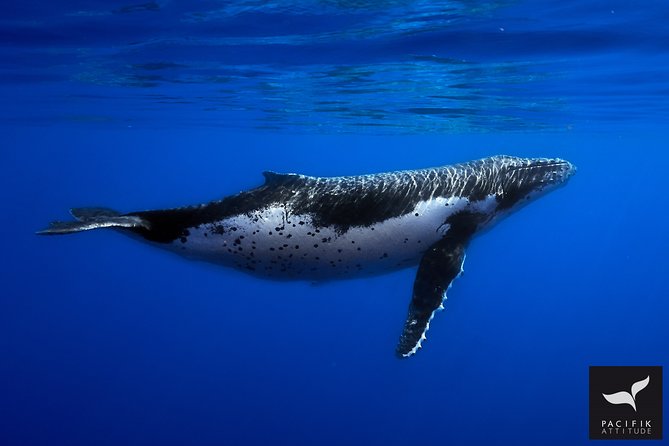 Humpback whale watching and marine life in Moorea - Searching the open water for humpbacks