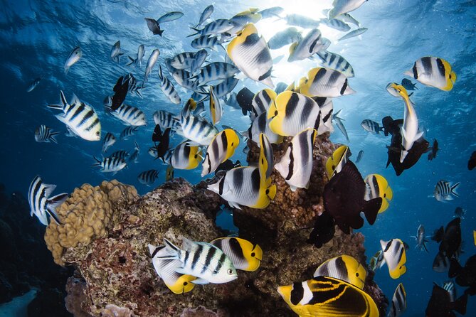 Introductory Dive in Bora Bora (afternoon) - Key points to know before booking