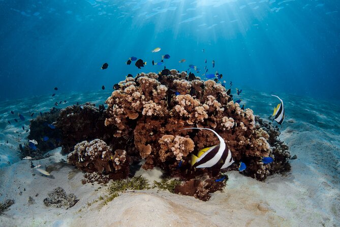 Introductory Dive in Bora Bora (afternoon) - Why this is a strong first scuba experience