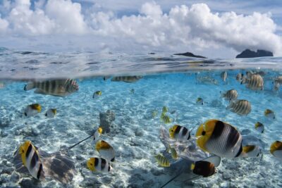 Introductory Dive in Bora Bora (afternoon)