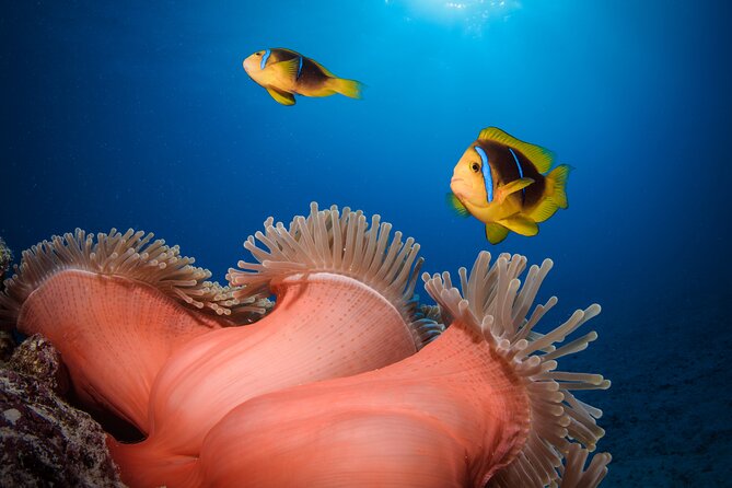 Introductory Dive in Bora Bora (afternoon) - Exploring the coral garden and marine life
