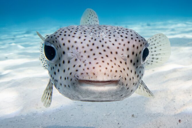Introductory Dive in Bora Bora (afternoon) - Timing your afternoon in Bora Bora
