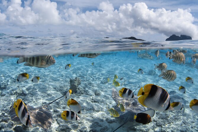 Introductory Dive in Bora Bora (afternoon) - Meeting at Matira Beach with hotel pickup