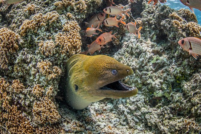 Introductory Scuba Diving Experience in Bora Bora - Is $153.04 a fair price?