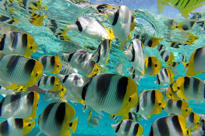 Keishi Tour Half Day Shared Excursion - What $140 buys you in Bora Bora
