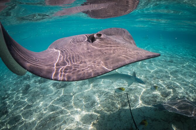 Keishi Tour Half Day Shared Excursion - Blacktip sharks and stingrays in the lagoon