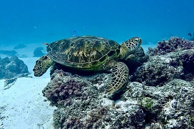 Lagoon and Marine Wildlife Tour in Moorea - Who will enjoy this Moorea boat trip?