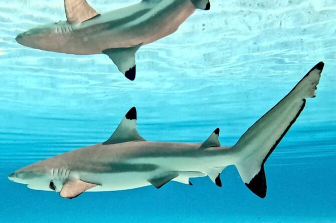Lagoon and Marine Wildlife Tour in Moorea - The strongest reasons to choose it
