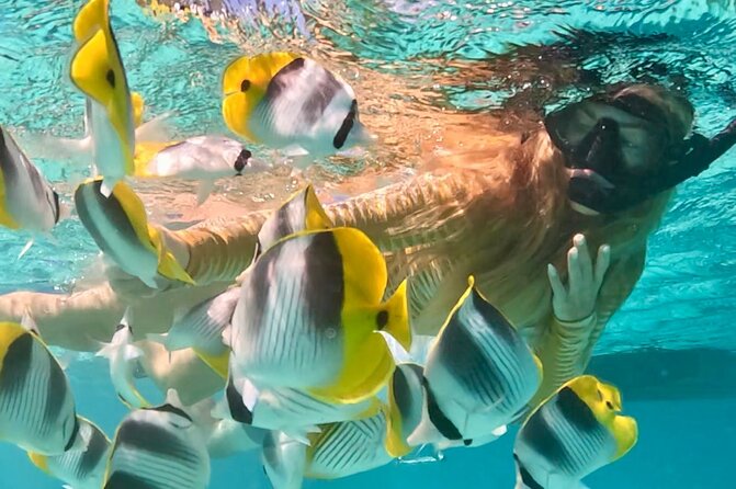 Lagoon and Marine Wildlife Tour in Moorea - Reefs, dolphins, and marine wildlife