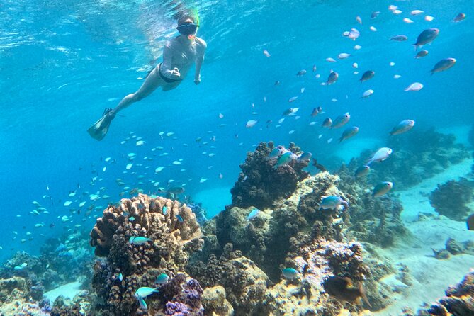 Lagoon and Wildlife Discovery on a Private Boat in Moorea - What $293.94 Per Person Buys You
