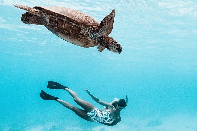 Lagoon and Wildlife Discovery on a Private Boat in Moorea - Swimming With Stingrays and Blacktip Reef Sharks