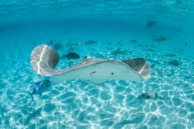 Lagoon Exploration and Snorkeling in Moorea - Why Moorea’s Lagoon Is the Main Event