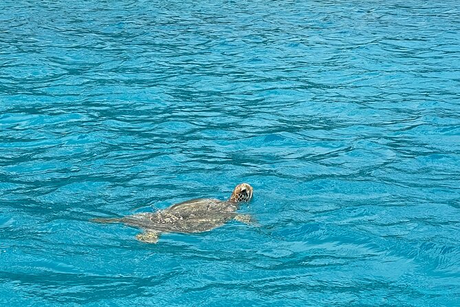 Lagoon Exploration and Snorkeling in Moorea - Tiki Statues and the Coral Garden