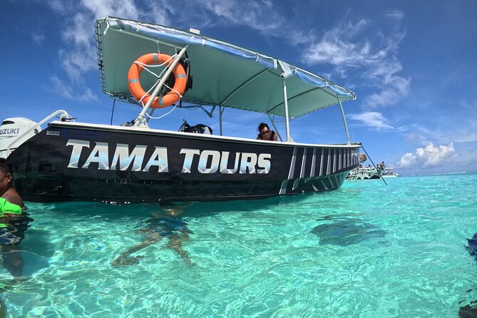 Lagoon Exploration and Snorkeling in Moorea - Dolphins Near the Reef