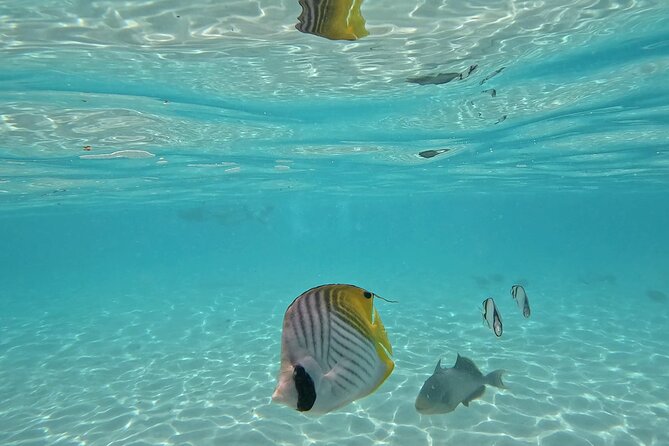 Lagoon Exploration and Snorkeling in Moorea - Finishing With Quiet Time in the Lagoon