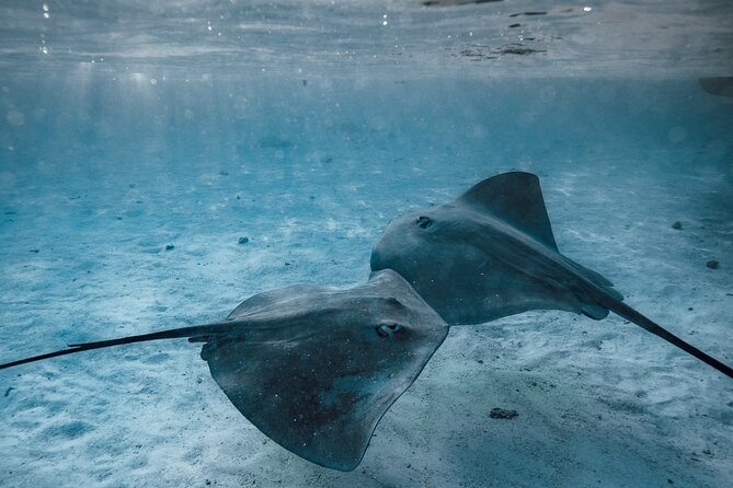 Lagoon Tour - Discover the magnificent lagoon of Moorea - Turtles, eagle rays, and the channel