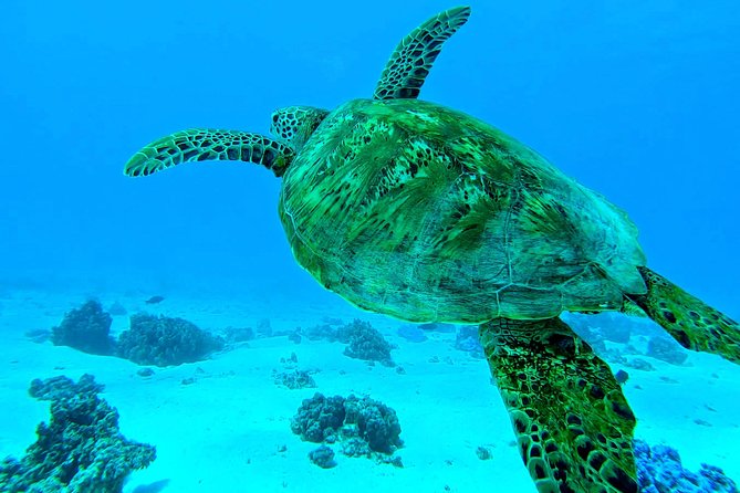 Lagoon Tour - Discover the magnificent lagoon of Moorea - Bays, open water, and the search for dolphins