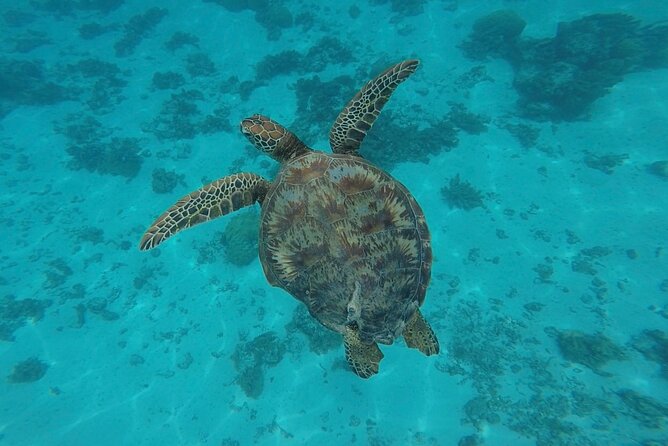 Lagoon Tour in Moorea in Small Group with Lunch - Fresh fruit and drinks keep the morning going