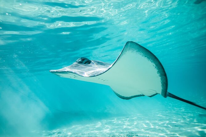 Lagoon Tour in Moorea in Small Group with Lunch - Stop one: rays and blacktip sharks at the sandbar