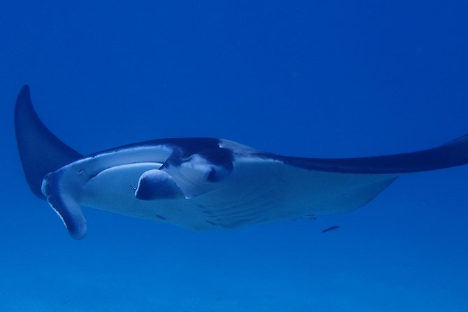 Luxury Full Day Snorkeling - A full morning on Bora Bora’s lagoon