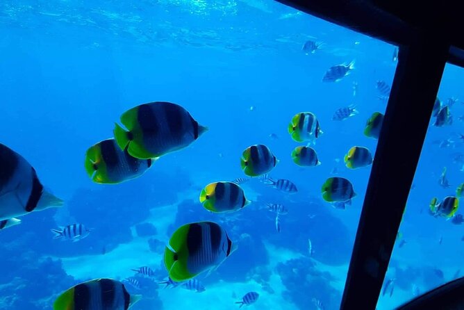 Magical Boat Tour with Underwater Cabin in Bora Bora! - A short snorkeling stop for the swimmers in your group