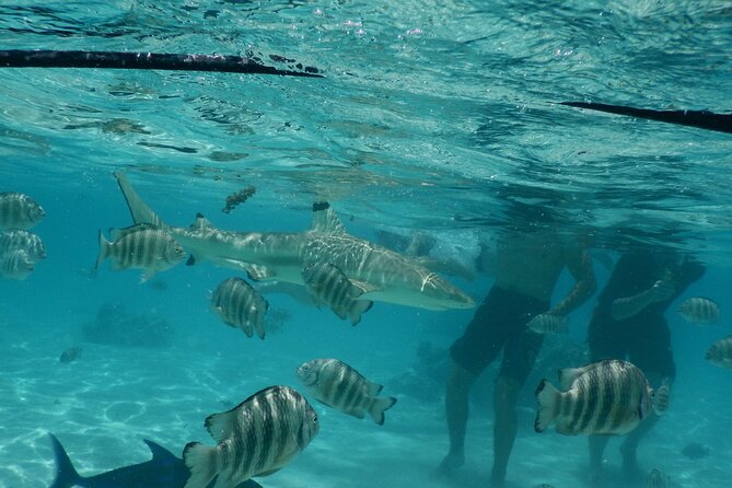 Medium Magical Combo in Moorea of 2 hours of Jetski and 3h30 of Quad - Starting at Moorea Activities Center in Opunohu