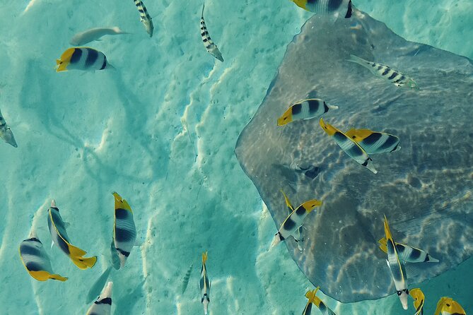 Mo'orea Half Day Private Tour with Snorkeling and Cruising the Lagoon - Four hours on Moorea’s lagoon