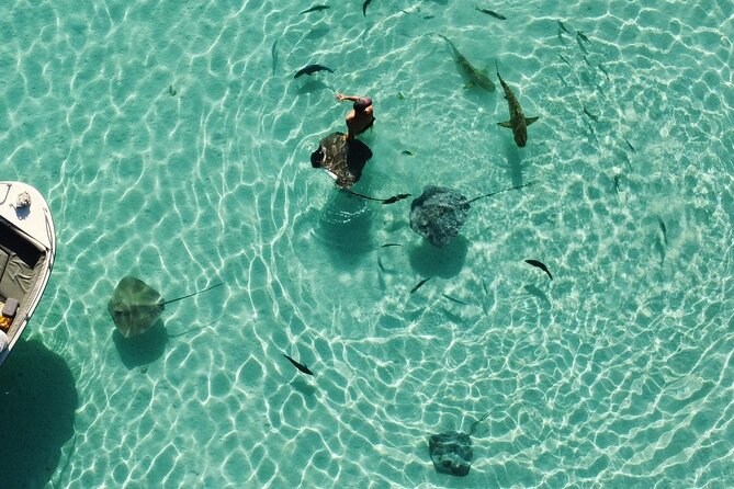 Mo'orea Half Day Private Tour with Snorkeling and Cruising the Lagoon - Cruising for dolphins, surfers, and views