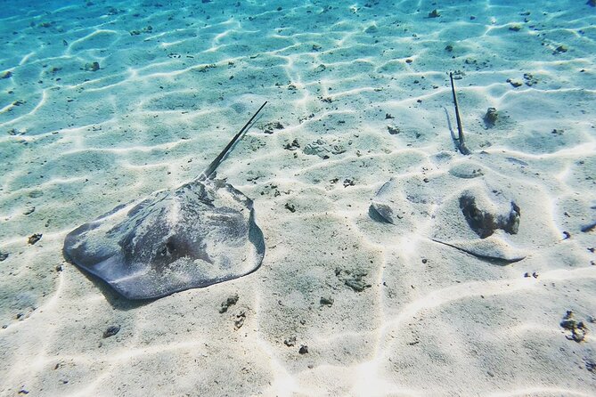 Mo'orea Half Day Private Tour with Snorkeling and Cruising the Lagoon - The turtle stop starts the morning