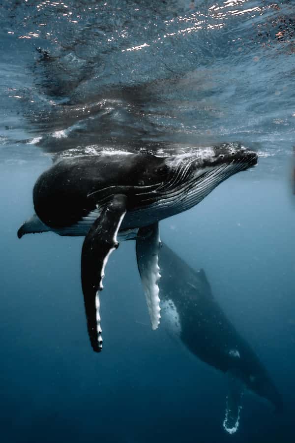 Moorea 4H Shared Boat Tour Whale Swimming and Snorkeling - Key points to know before booking