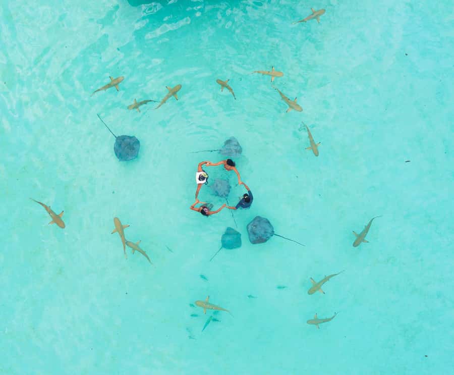 Moorea 4H Shared Boat Tour Whale Swimming and Snorkeling - French safety rules and the wetsuit question
