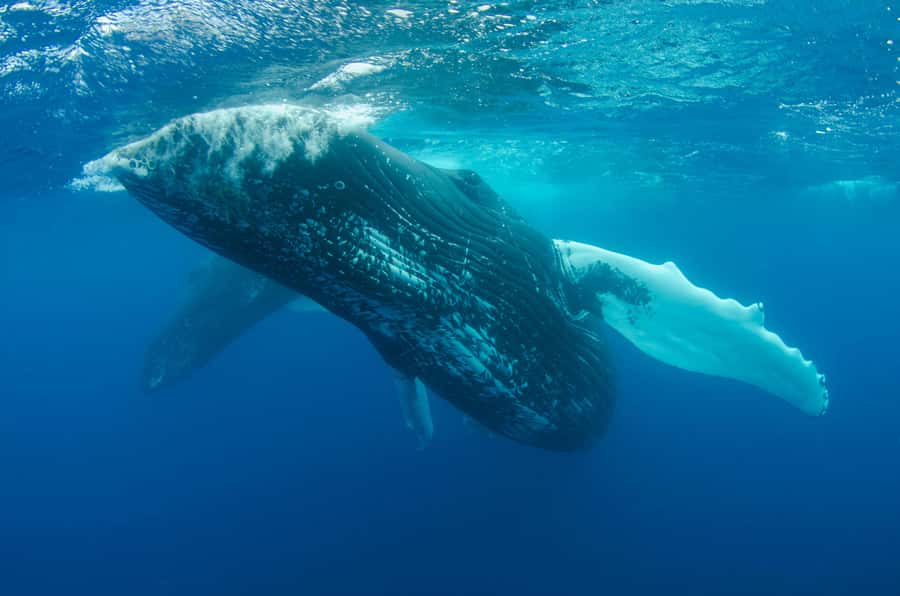 Moorea 4H Shared Boat Tour Whale Swimming and Snorkeling - Fruit, drinks, and the simple comforts onboard