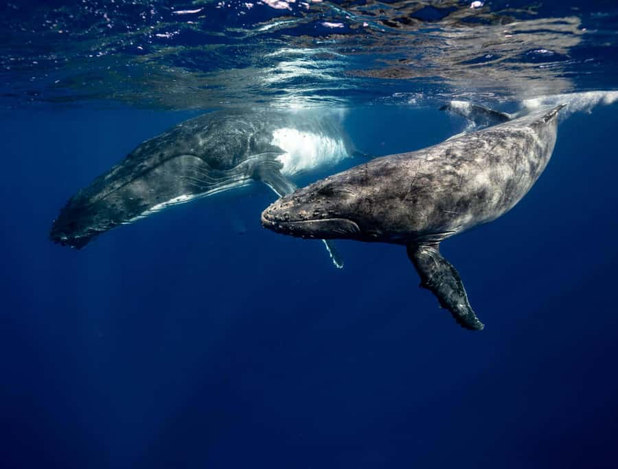 Moorea 4H Shared Boat Tour Whale Swimming and Snorkeling - What the $259 price really buys you