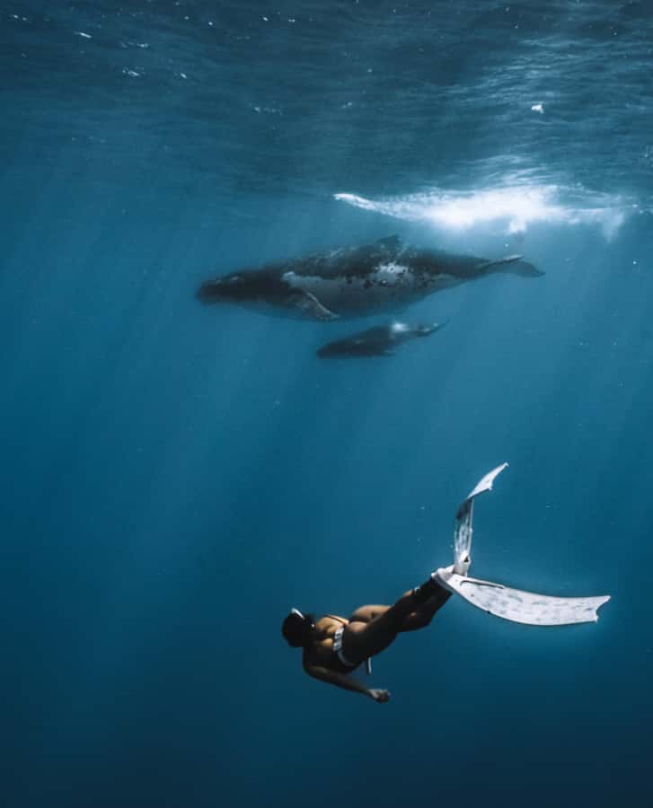 Moorea 4H Shared Boat Tour Whale Swimming and Snorkeling - Pickup, languages, and timing details