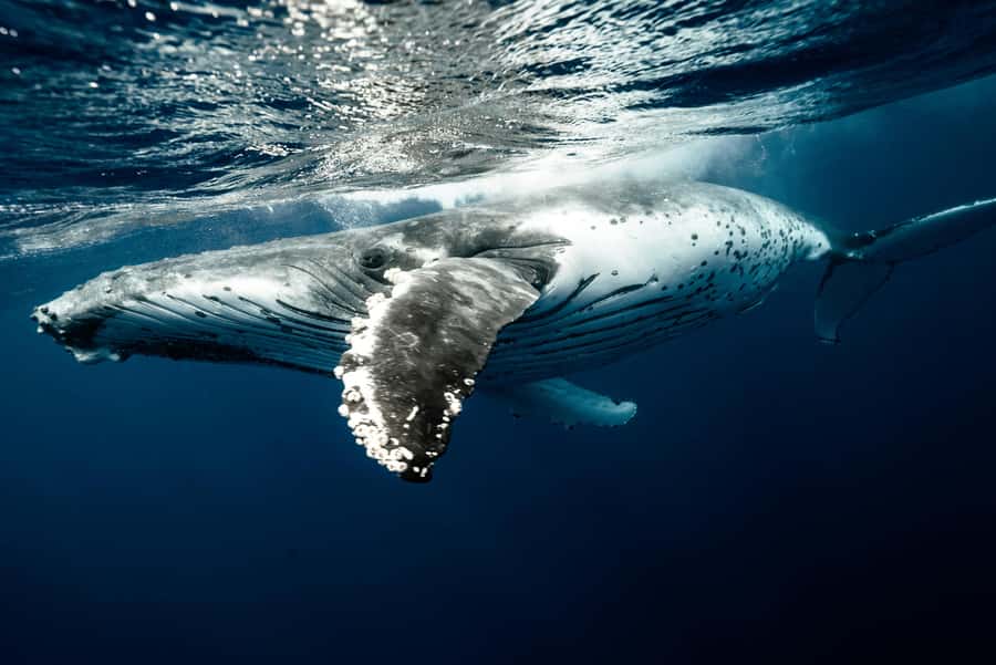 Moorea 4H Shared Boat Tour Whale Swimming and Snorkeling - Who will get the most from this trip